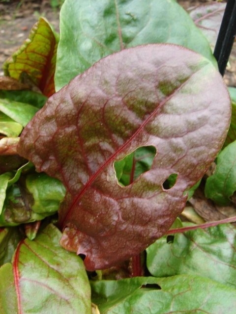 Rumex acetosa 'Purpurea'